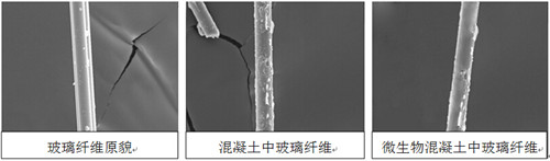 利用微生物防止混凝土中玻璃纤维腐蚀