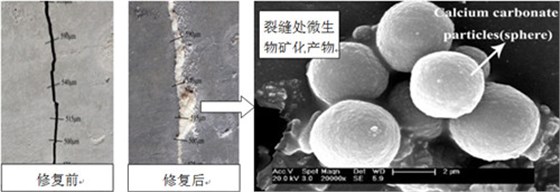 利用微生物的复苏和矿化机制实现混凝土对裂缝的自感知和自修复